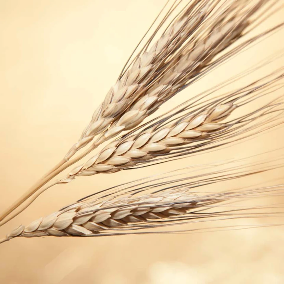Spighe di grano duro