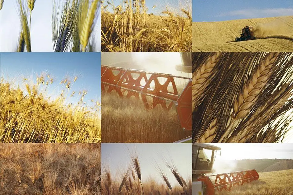 Che ne sai tu di un campo di grano?