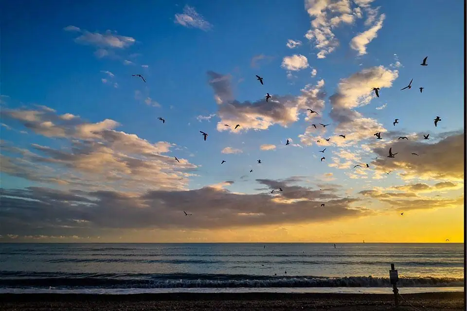 Uccelli all'alba...