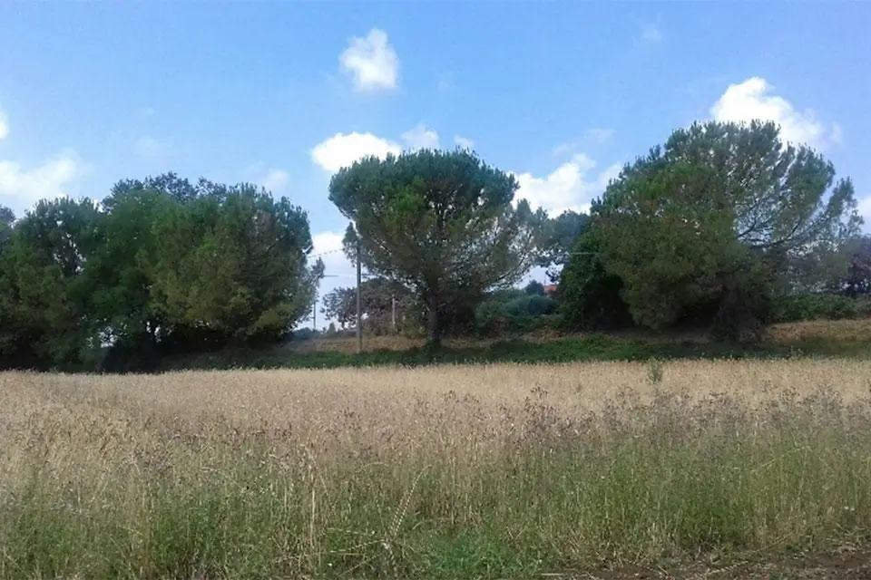 I campi si colorano...