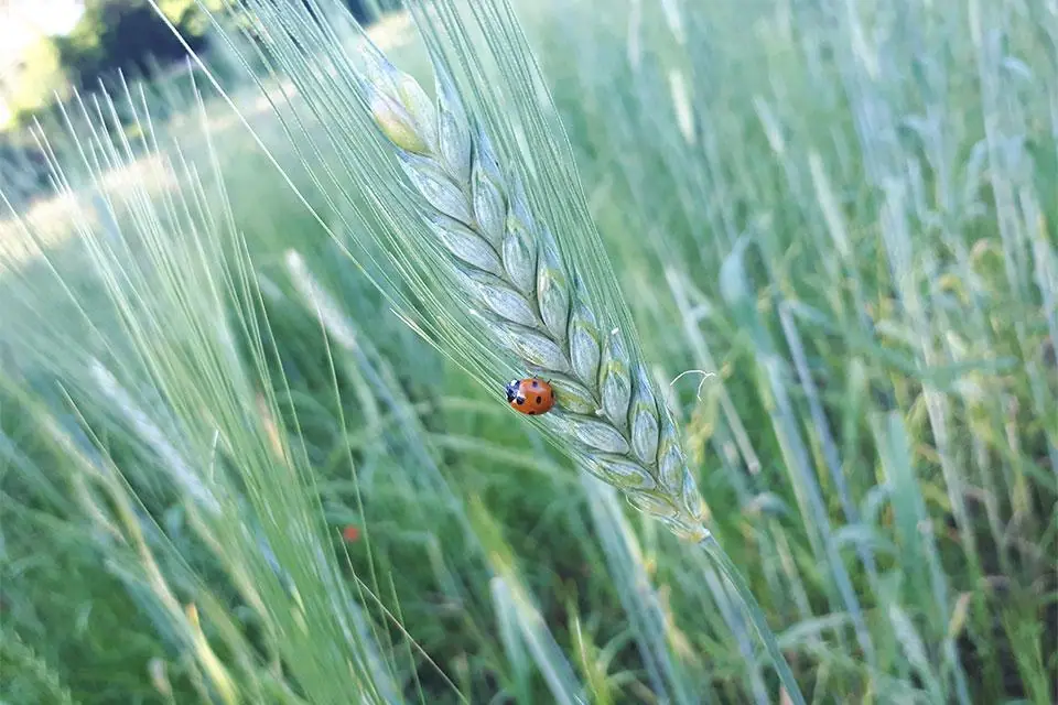 Buon Primo Maggio!