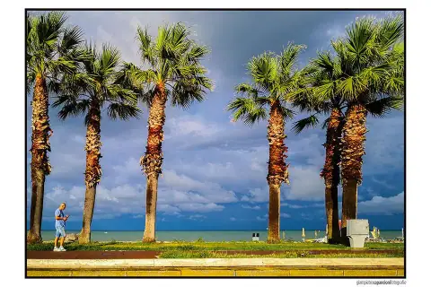 Non a caso si chiama La Riviera delle Palme...