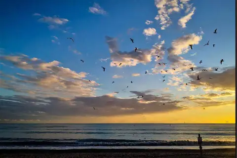 Uccelli all'alba...