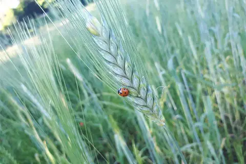 Buon Primo Maggio!