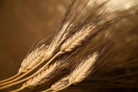 Buona Epifania!
