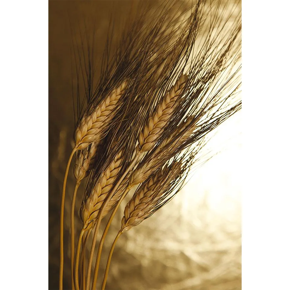 Spaghetti Cappelli Originale 1915