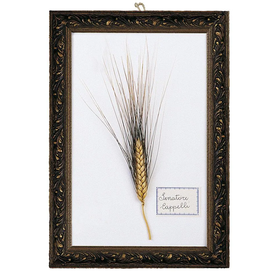 Penne Lisce Cappelli Originale 1915