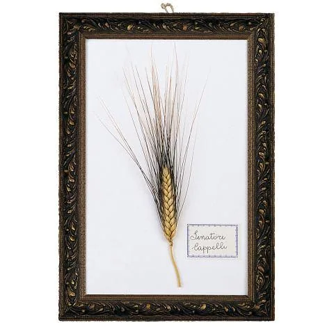 Trenette Cappelli Originale 1915